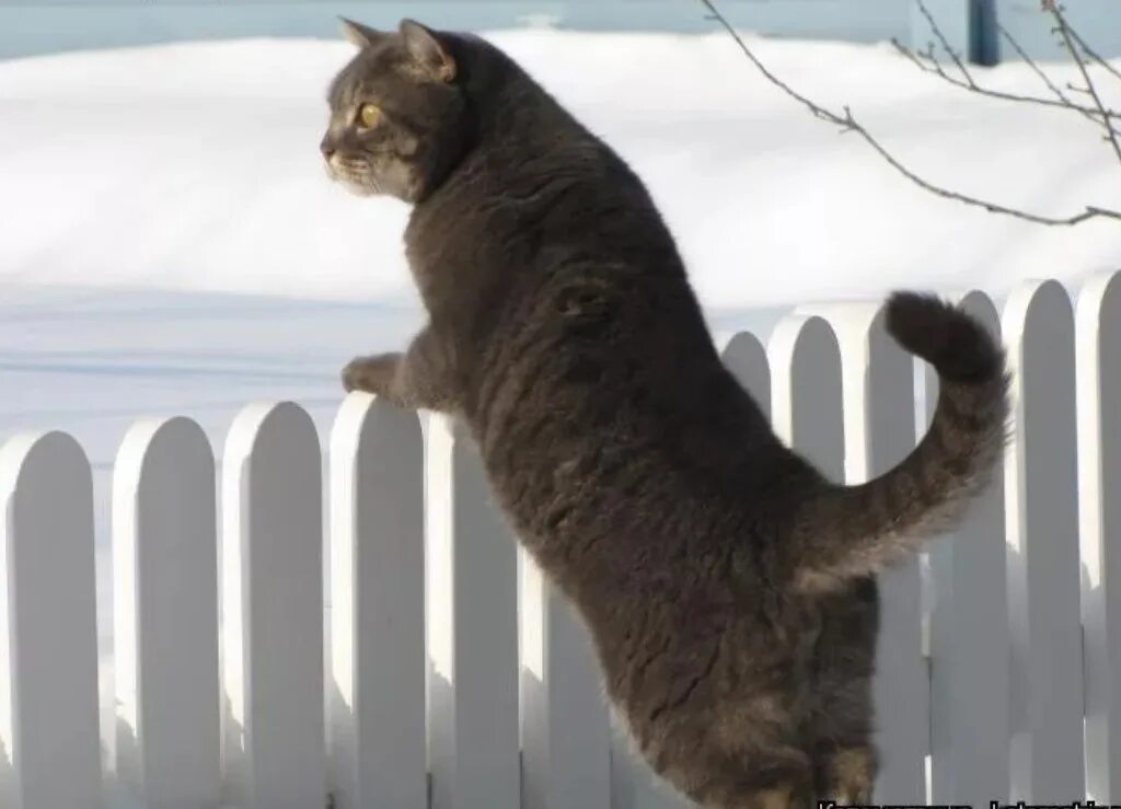 Коту скучно. Смешной кот блохастый. Котик ты жив?. Где ты опять живешь. Где ты опять живешь.