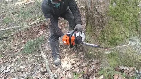 Как спиливать деревья бензопилой видео