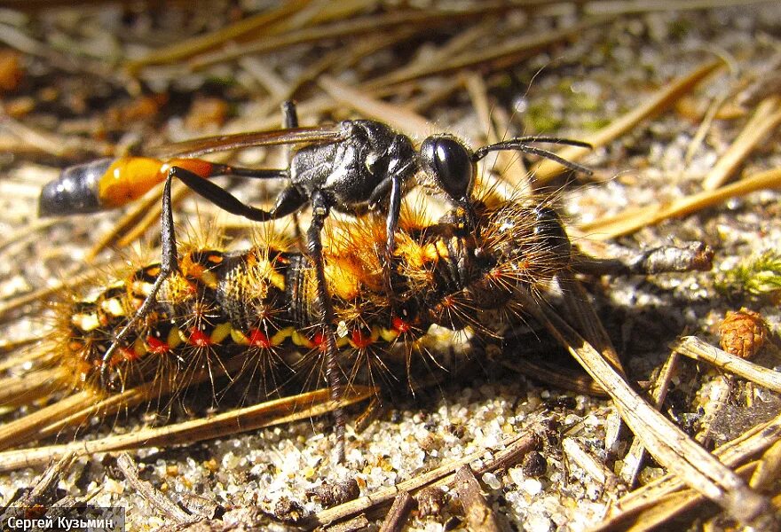 Оса наездник личинки. Паразитический наездник. Оса паразит. Parasitic wasp. Ихневмониды паразиты насекомых.