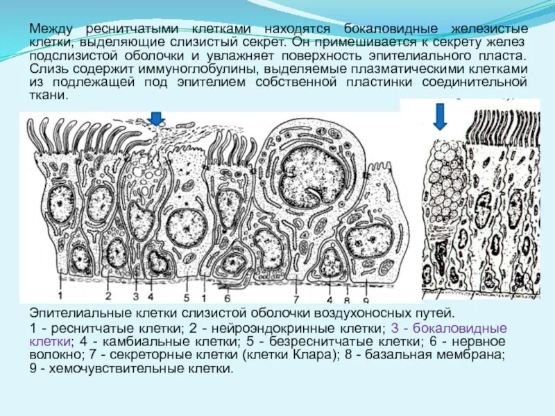 Выделяющие оболочки. Клетки эпителиального пласта слизистой оболочки:. эпителий воздухоносных путей. реснитчатые эпителиоциты строение гистология. клетки реснитчатого эпителия.