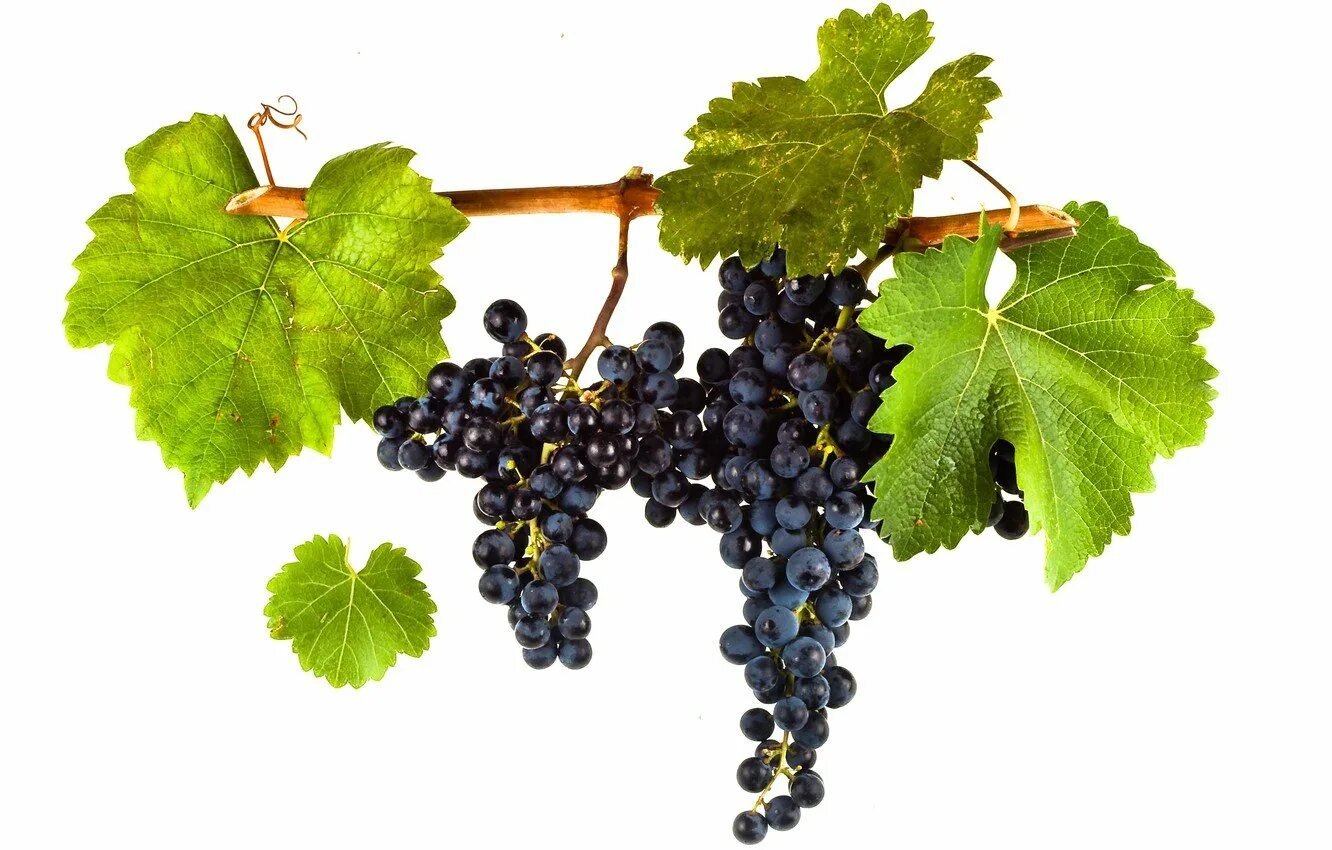 Виноград Vitis. Vitis vinifera. Виноград Бако.