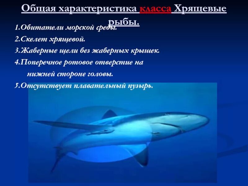 3 признака хрящевых рыб. Ротовое отверстие хрящевых рыб. Плавательный пузырь у хрящевых рыб. Общая характеристика хрящевых рыб. У хрящевых рыб отсутствует плавательный пузырь.