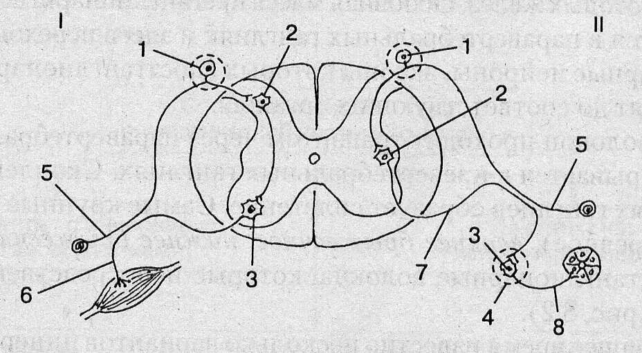 Изобразить схему рефлекторной дуги. Вегетативная рефлекторная дуга схема. Парасимпатическая рефлекторная дуга схема. Схема дуги вегетативного рефлекса. Схема рефлекторной дуги соматического рефлекса.