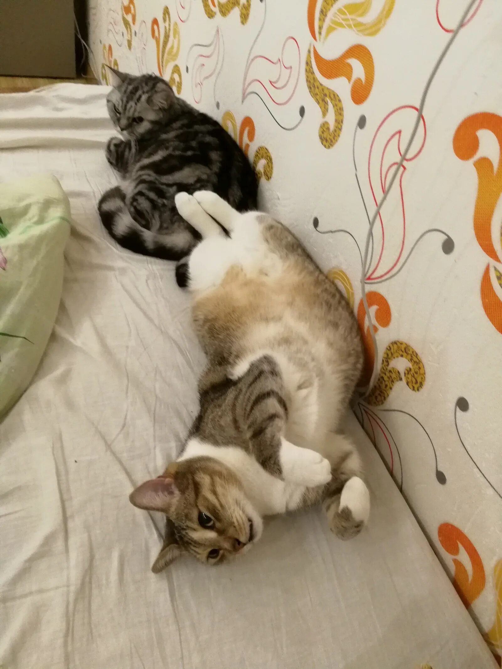 Доминирующий кот. Доминантный кот. котэ доминирует. кот доминируетвлавствуй. доминирование котиков.