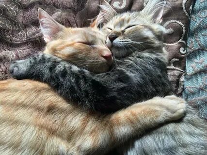 Cat loves 2
