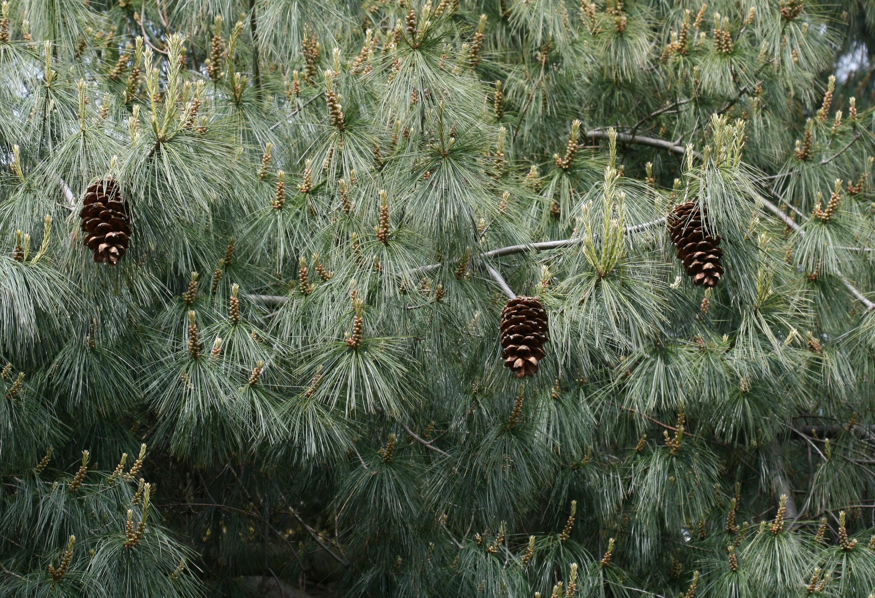 Купить семена хвойных. Сосна Кедровая арманда. Pinus armandii сосна Кедровая. Сосна арманда семена. Сосна белая (арманда).