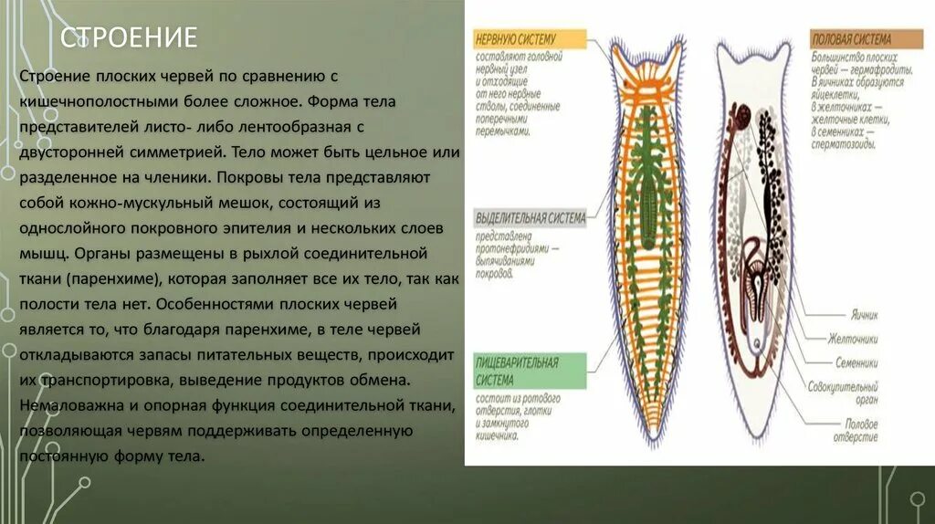 Плоские черви строение систем. Пищеварительная система плоских червей строение и функции. Плоские черви внутреннее строение. Ресничные черви внутреннее строение.