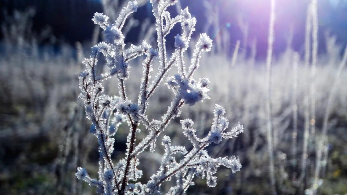 Заморозки 2023. Зимнее похолодание картинки. Frozen Flower.