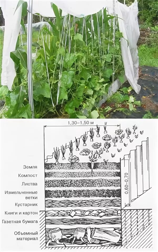 Теплая грядка для огурцов весной. Грядка для огурцов. Тёплая грядка для огурцов. Теплые грядки. Огурцы в теплой грядке.