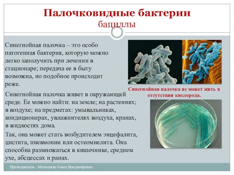 Бактерии сообщение кратко. Палочковидные бактерии бациллы. Охарактеризуйте палочковидные бактерии. Палочковидные бактерии доклад. Сообщение о бактерии бацилла.