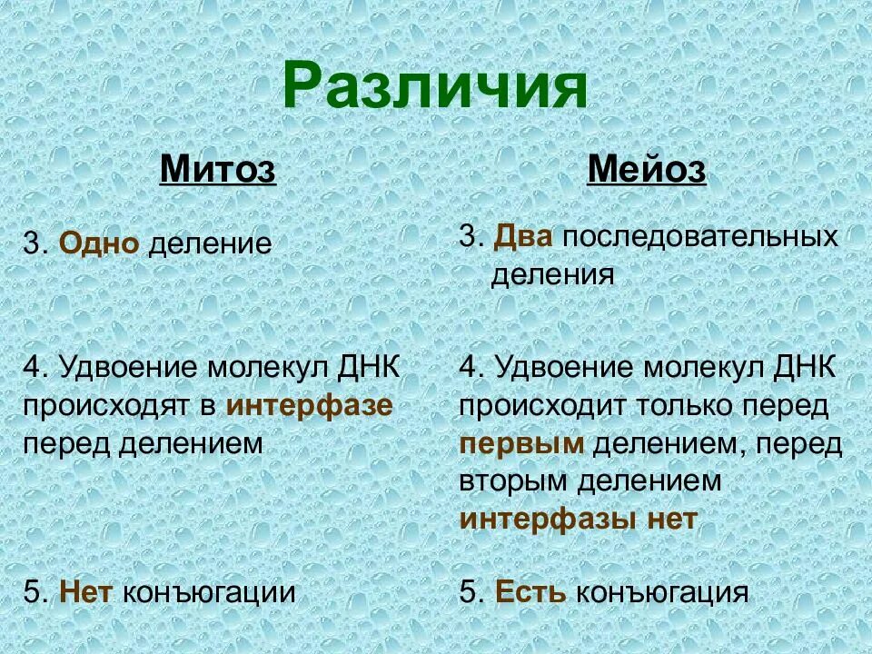 В интерфазе происходит удвоение днк