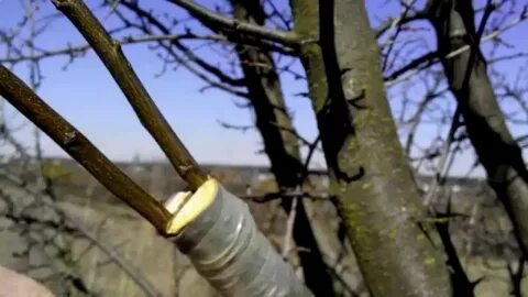 Прививка яблони весной