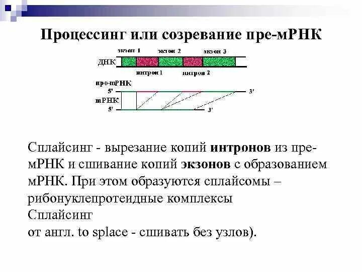 Процессинг первичных транскриптов рнк. Процессинг у эукариот схема. Процессинг матричной рнк биохимия. Последовательность созревания мрнк. Последовательность созревания мрнк.
