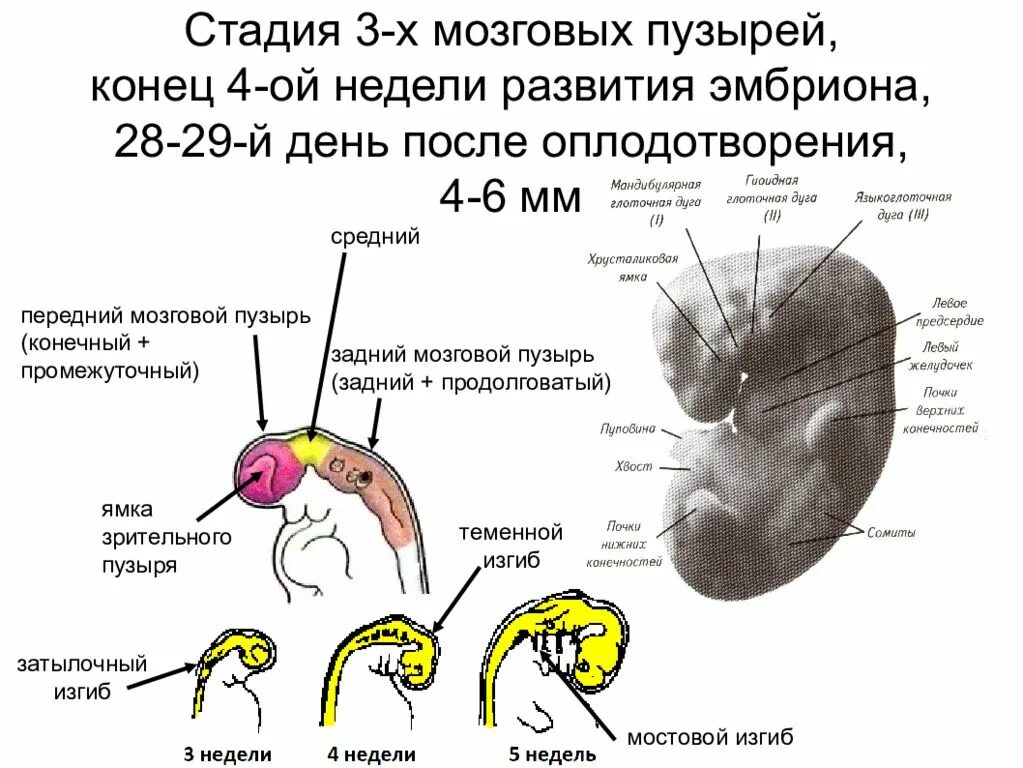 Внутриутробное развитие мозга. Онтогенез нервной системы (3 мозгового пузыря, 5 мозговых пузырей).. Развитие отделов головного мозга стадия трех пузырей. Стадии формирования мозговых пузырей. Из среднего мозгового пузыря развивается.