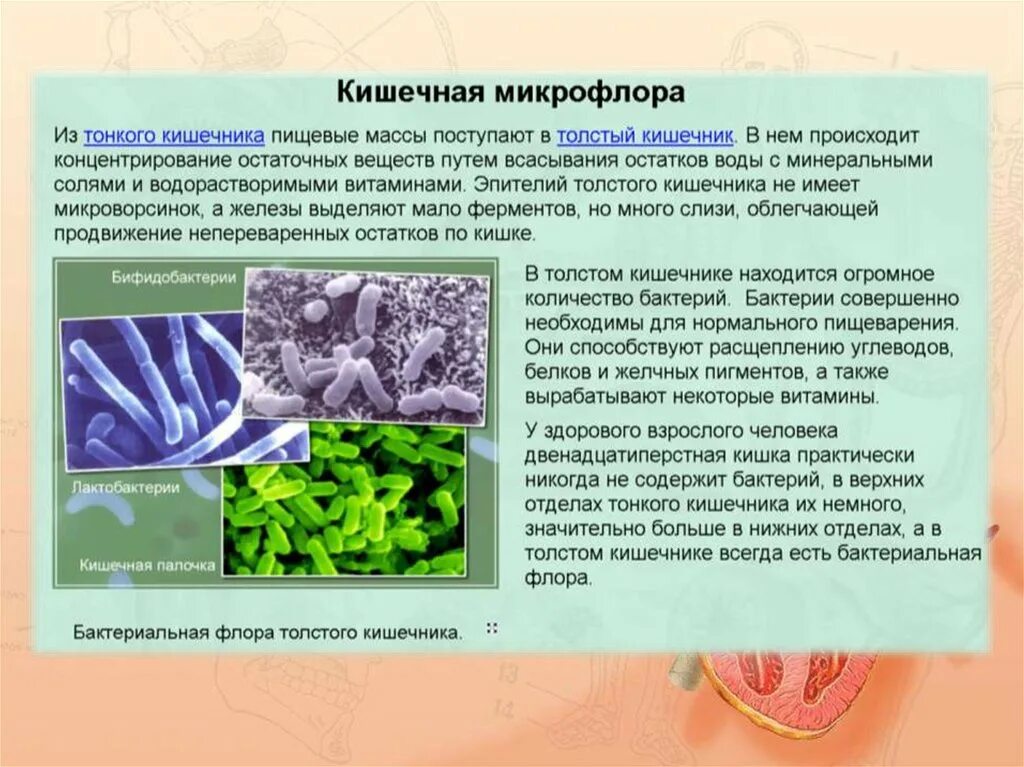 Функции бактерий в кишечнике человека. Роль бактерий в кишечнике человека. Роль микроорганизмов кишечника. Микрофлора кишечника.