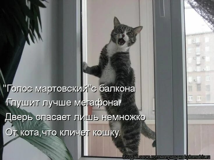 Там коты тут коты. Кот пришел домой. Надоели котики. Кот Васенька вернулся. Смешные коты с надписями окно.