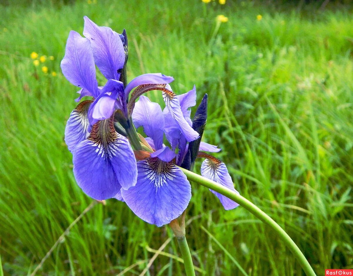 ирис miah jane. ирис ягода. ирис виргинский. ягоды ириса. ирис дикий лебедь.