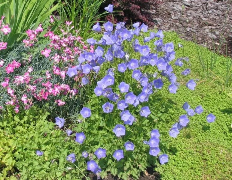 Колокольчик посадка семенами. Колокольчик Карпатский на клумбе. Campanula Carpatica – колокольчик Карпатский ландшафт. Колокольчик Карпатский в рокарии. Колокольчик гарганский.