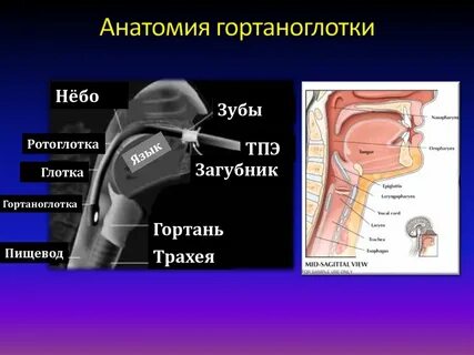 Ротоглотка строение