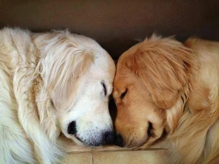 Pin em cute puppies