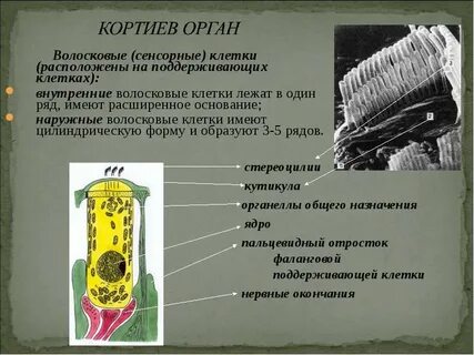 Функции волосковых клеток