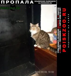 Найденные коты в твери