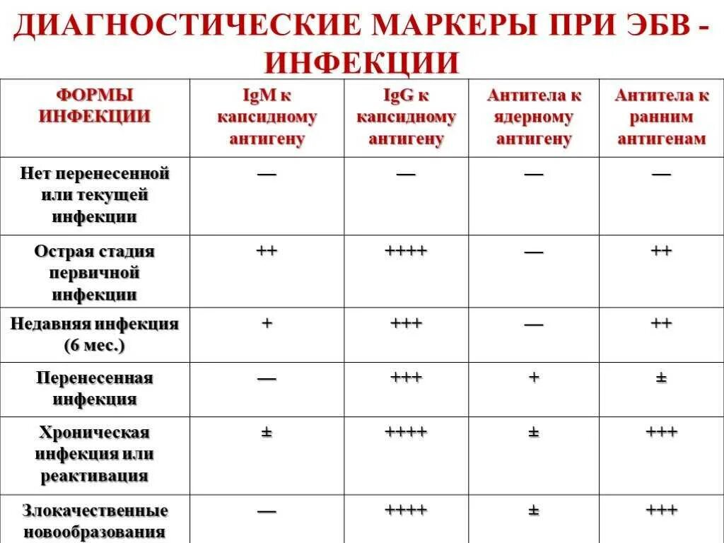Ранние антитела. Вирус эпштейна-барр иммуноглобулины таблица. Ранние антитела. Иммуноглобулин m структура. Ранние антитела.
