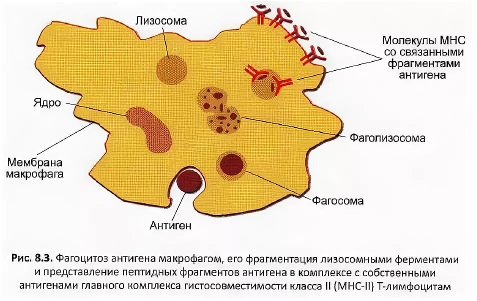 Фагосома и фаголизосома. Функция фаголизосомы. Фаголизосома строение. Макрофаги фаголизосомы. Фаголизосома