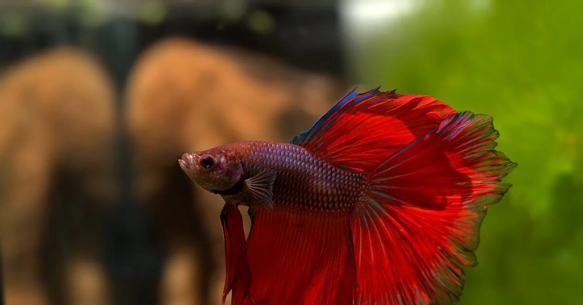 Петушок коронохвостый аквариумная. Рыбка петушок бетта спленденс. Как выглядит петушки. Петушок коронохвостый красный. Петушок betta супер дельта.