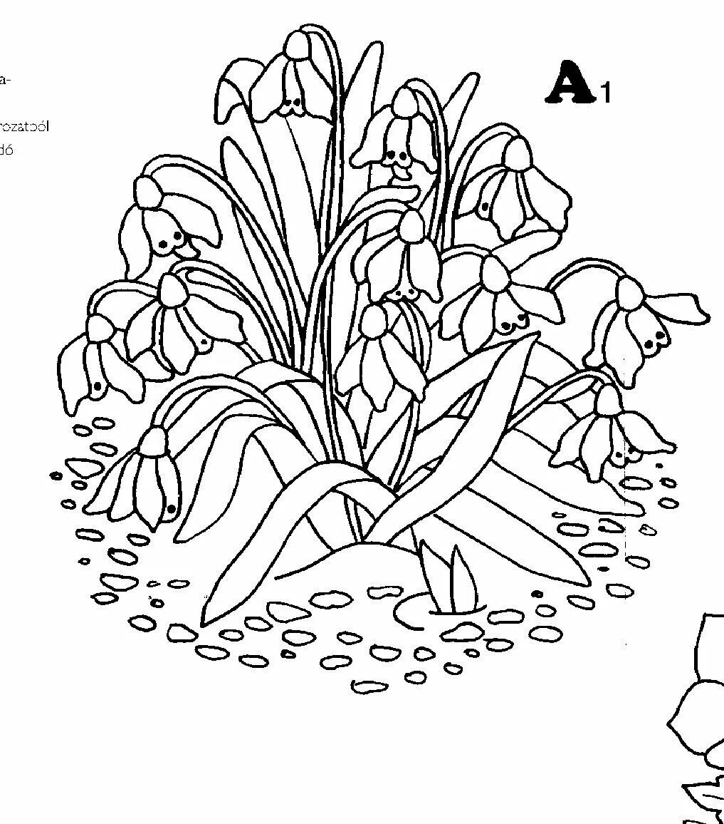 Подснежники раскраска для детей. Подснежники картинки для детей раскраски. Подснежник раскраска для малышей. Первоцветы раскраска для детей. Подснежник раскраска распечатать