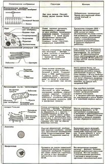 Скачать картинку СТРОЕНИЕ И ФУНКЦИИ ОРГАНОИДОВ РАСТИТЕЛЬНОЙ КЛЕТКИ ТАБЛИЦА № 68