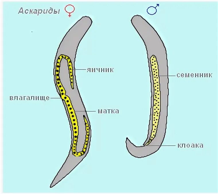 Половая система круглых червей. Система органов размножения круглых червей. Половая система круглых червей червей. Органы половой системы у круглых червей.