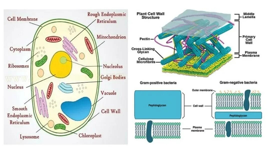 Cell Wall Plant Cell. Cell Wall structure. Plant Cell Wall structure. Fungal Cell Wall.