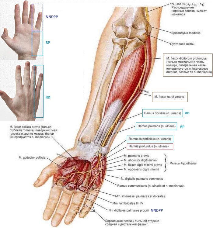 Лечение предплечья. Локтевой нерв анатомия топография. Латеральный кожный нерв предплечья. Срединный локтевой лучевой нерв анатомия. Анатомия локтевого нерва в области лучезапястного сустава.