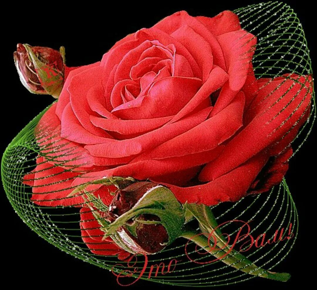 Красивые мерцающие открытки розы. Красивые розы. Мерцающие букеты цветов. Мерцающие розы. Красивый букет цветов.