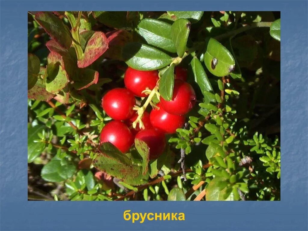 Клюква болотная гербарий. Рассказ о бруснике. Брусника описание ягоды. Рассказ в вару брусника. Брусника презентация.