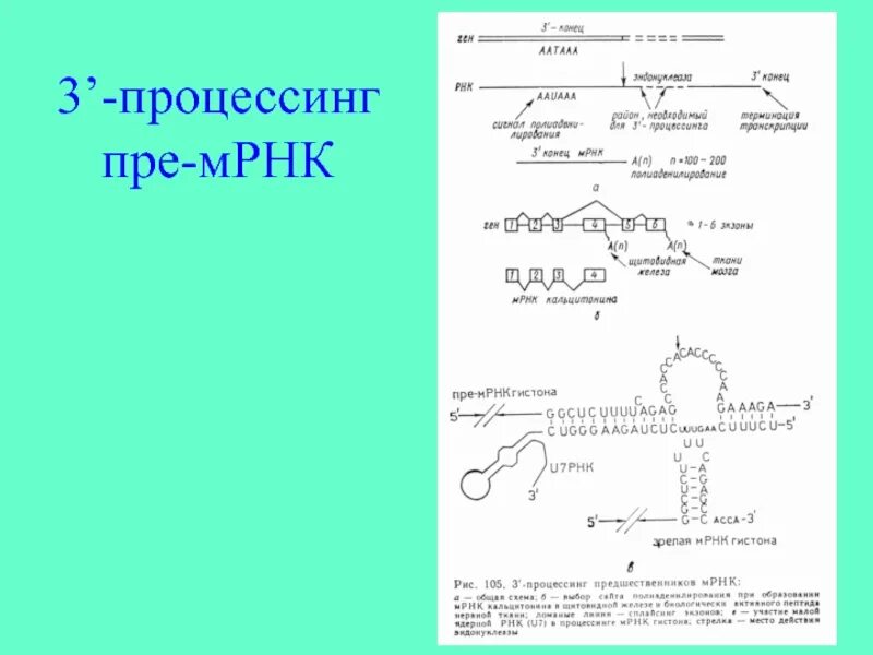 Процессинг ТРНК. Процессинг пре РНК. Процессинг биохимия. Синтез пре-МРНК. Процессинг белка этапы