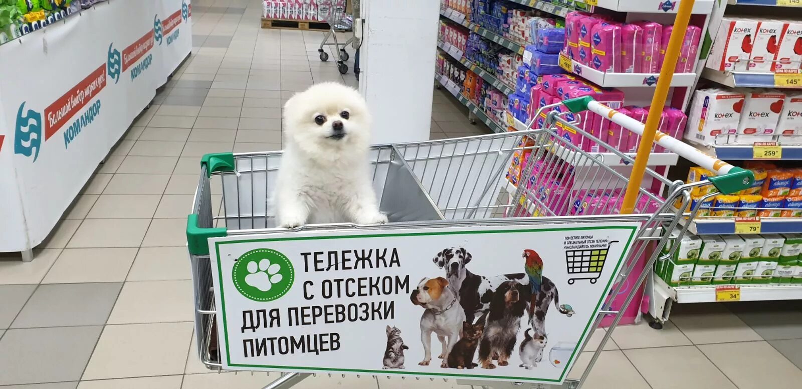 Интернет магазин доставки животных. Интернет магазин доставки животных