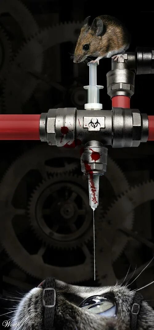 Кошка и мыши игра. Кошка против мышки. Кошка фотожаба. Кошка против мышки. Кот ест мышь.