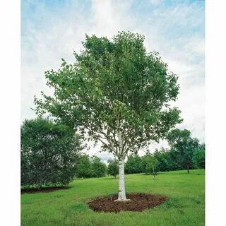 Топтық қатаң ауызша порно