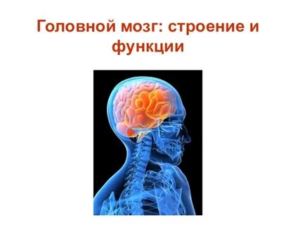 Строение и функции головного мозга кратко конспект