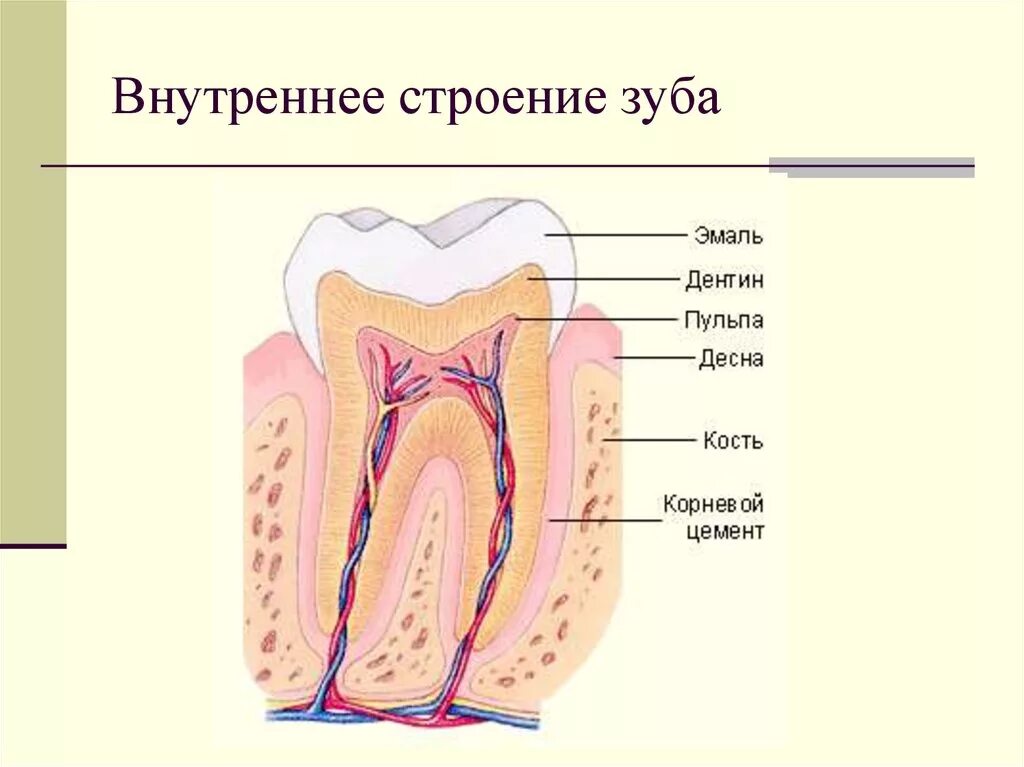 Строение зуба внешнее и внутреннее строение. Строение внешнего строения зуба. Схема внутреннего строения зуба анатомия. Наружное и внутреннее строение зуба анатомия. Видимая часть зуба