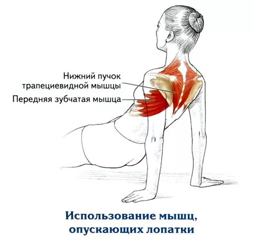 Trapezius). мышцы спины лопатки упражнения. дельтовидная мышца спины анатомия. большая и малая ромбовидные мышцы анатомия. упражнения задействующие мышцы спины.