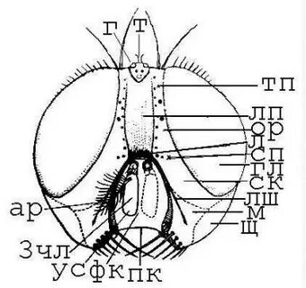 Мозги мухи