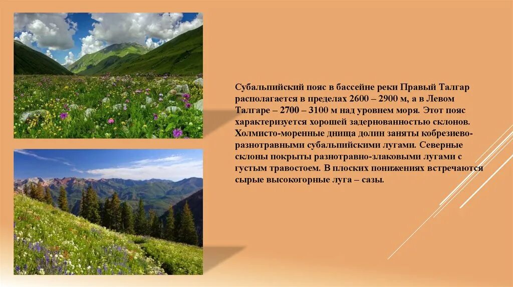 Альпийские, субальпийские Луга почвы. Субальпийские Луга климат. Субальпийский пояс Кавказа. Субальпийский и Альпийский пояса. На какой высоте расположен субальпийский пояс кавказ