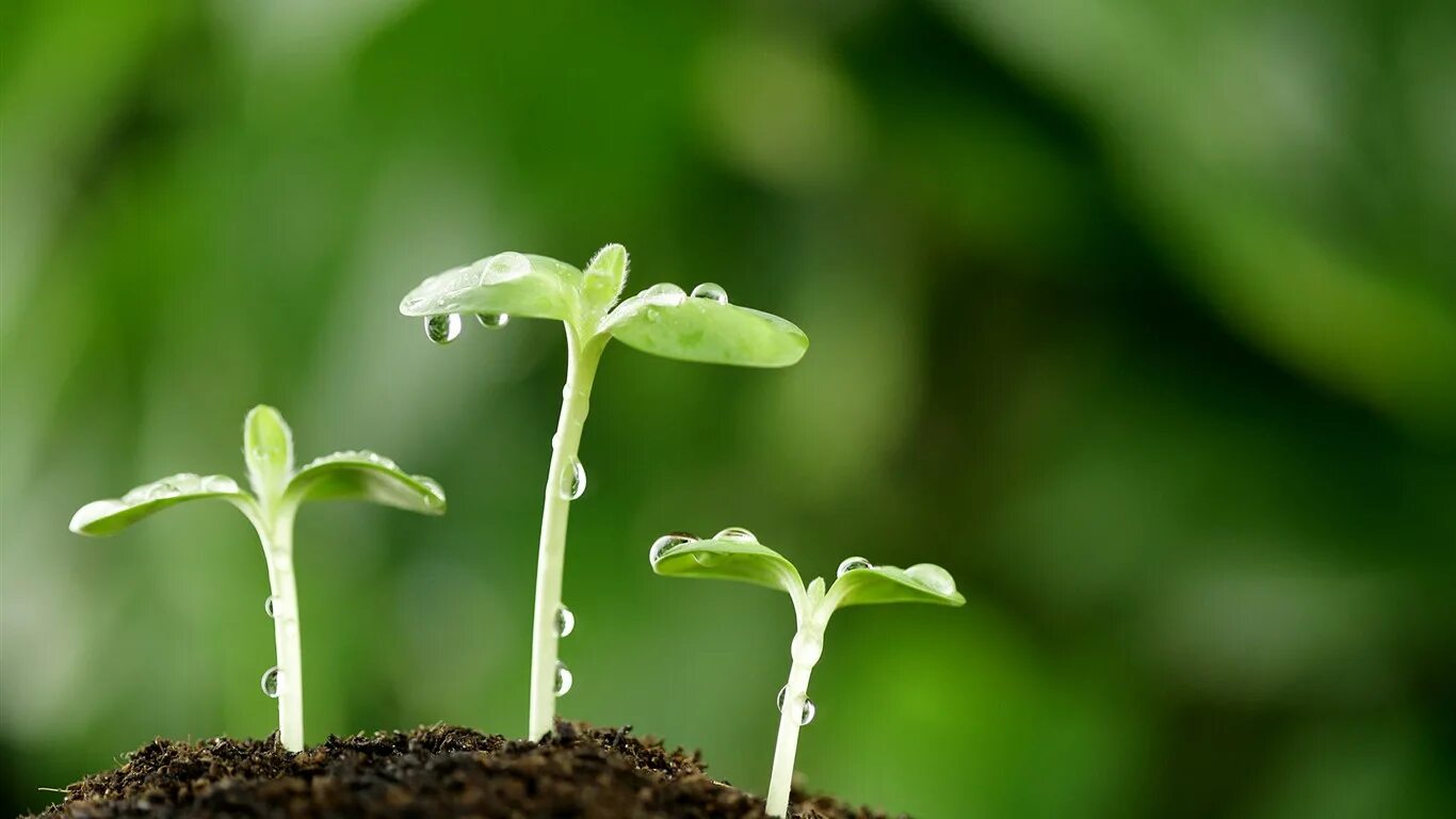 Зеленый росток. Зелень листья. Plant wide. Plant wide. Растение под солнцем.