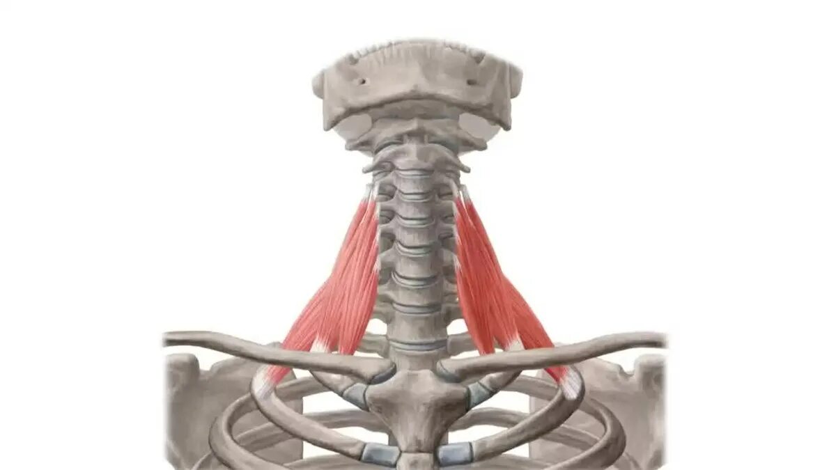 Скаленус Антериор. Лестничные мышцы шеи анатомия. Передняя средняя и задняя лестничные мышцы.