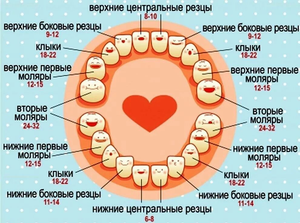 Во сколько прорезаются коренные зубы у детей. Зубы у детей порядок прорезывания коренных зубов. Во сколько месяцев прорезается 1 зуб у ребенка. Прорезывание зубов вторые коренные зубы.