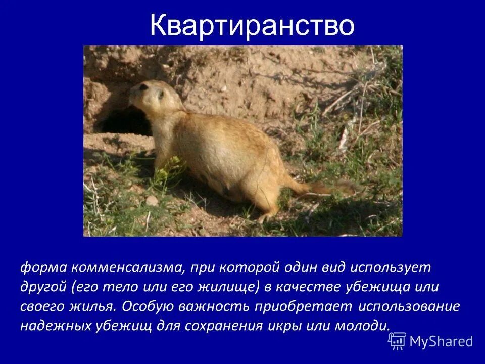 Организмы использующие в качестве жилья или убежища. Квартиранство примеры. Организмы использующие в качестве жилья или убежища. Организмы использующие другие в качестве жилища или убежища. Организмы использующие другие в качестве жилища или убежища.