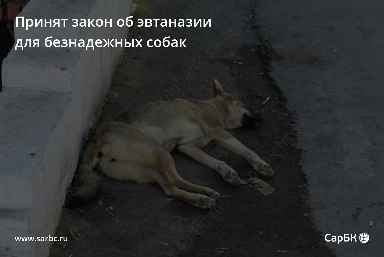Закон об эвтаназии бездомных животных. Закон об эвтаназии бездомных животных. Закон об эвтаназии бездомных животных. Закон об эвтаназии бездомных животных. Усыпление бродячих животных.